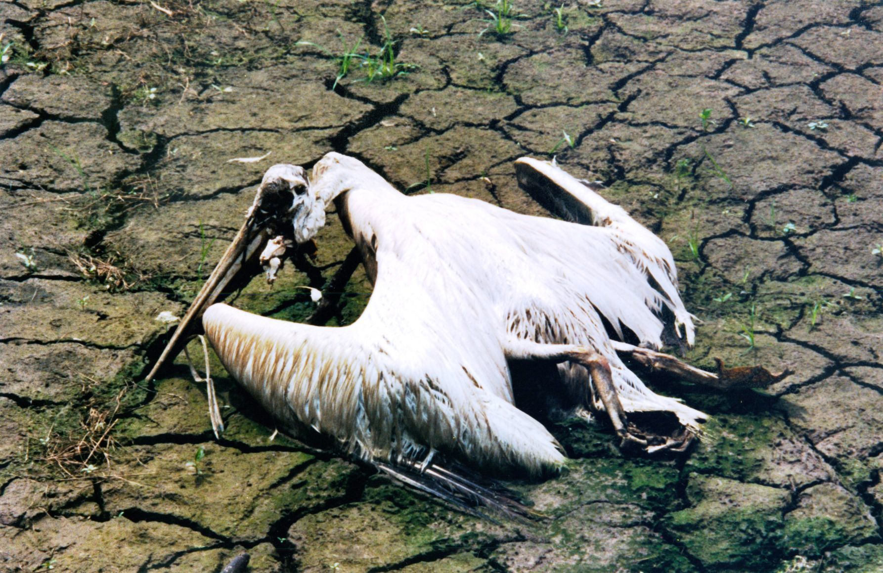 19930828 -- Flood of 1993